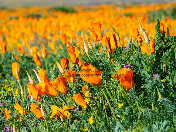 California Poppies