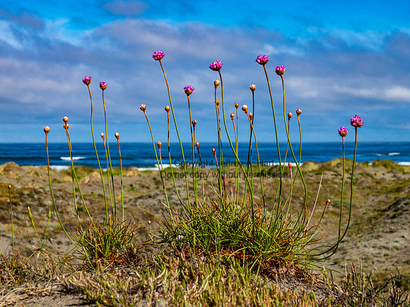 Sea Pink