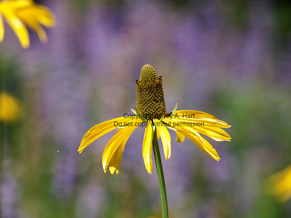 Rudbeckia