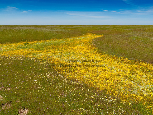 Vernal Pool Wildflowers