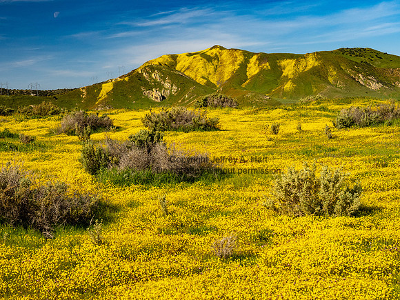 Carizzo Plain
