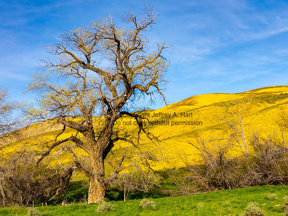 Cottonwood vic. Carrizo Plains