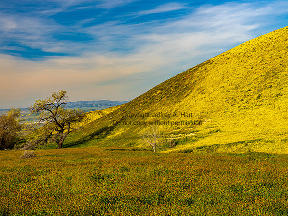 Cottonwood vic. Carrizo Plains