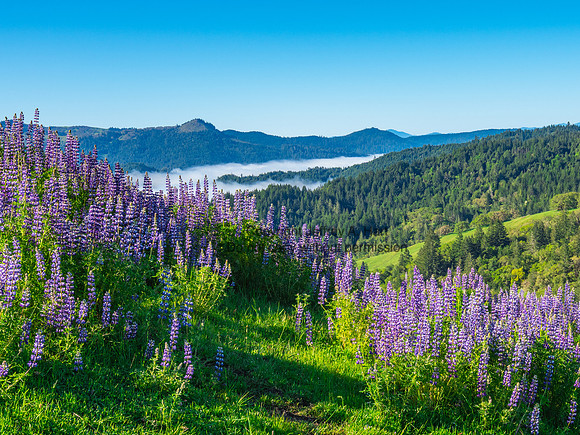 Lupines, near Kneeland, Humboldt Countru